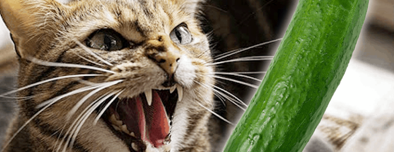 Zijn katten bang voor komkommers?