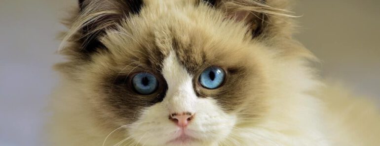 Kan een kat autisme hebben? Alles wat je moet weten