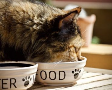 Hoe lang kan een kat zonder water en eten? Alles wat je moet weten