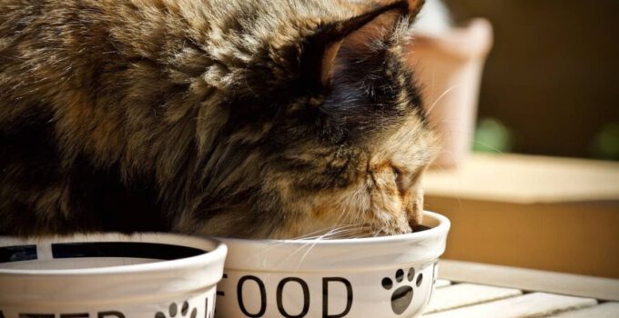kat zonder water en eten