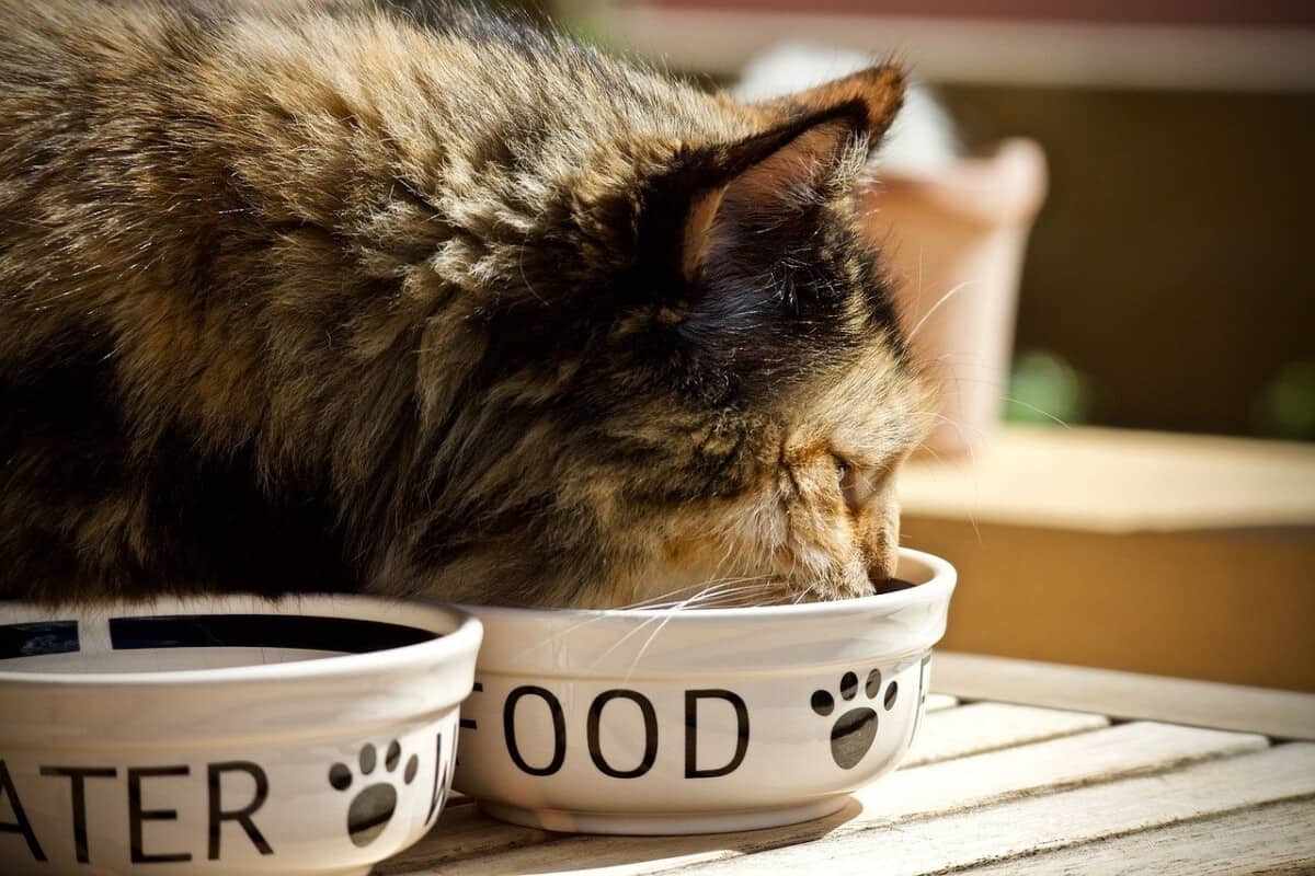 kat zonder water en eten