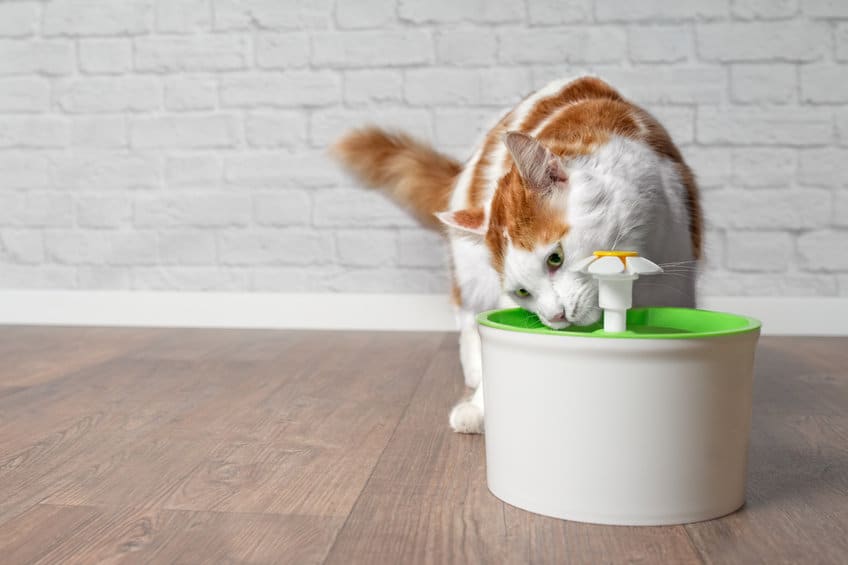 beste drinkfontein kat