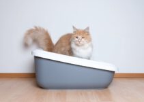 Kattenbak grote kat: 6x de beste voor jouw grote kat