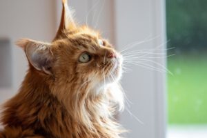 Top 5 goede krabtonnen voor een blije Maine Coon