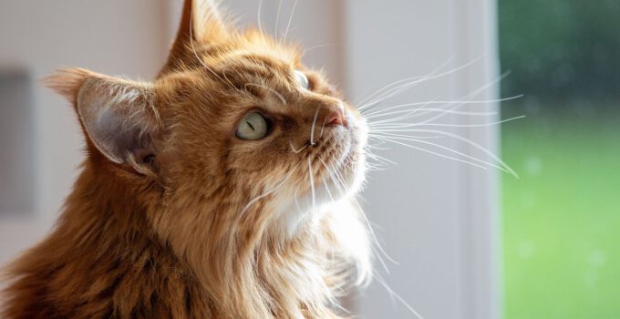 Top 5 goede krabtonnen voor een blije Maine Coon