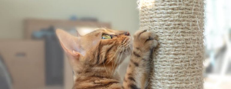 Top 6 beste petrebels krabpalen voor een blije kat