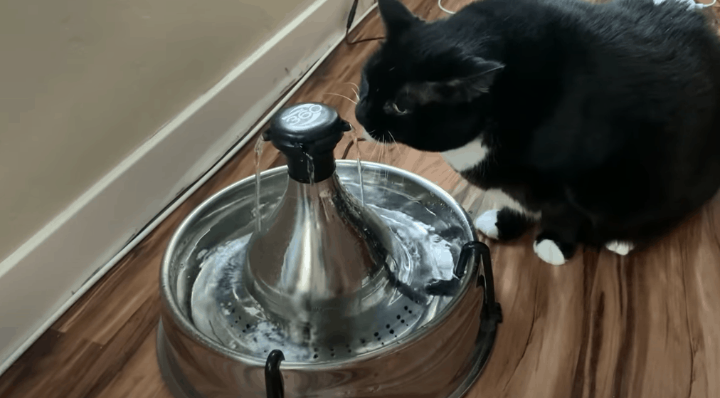 beste drinkfontein kat