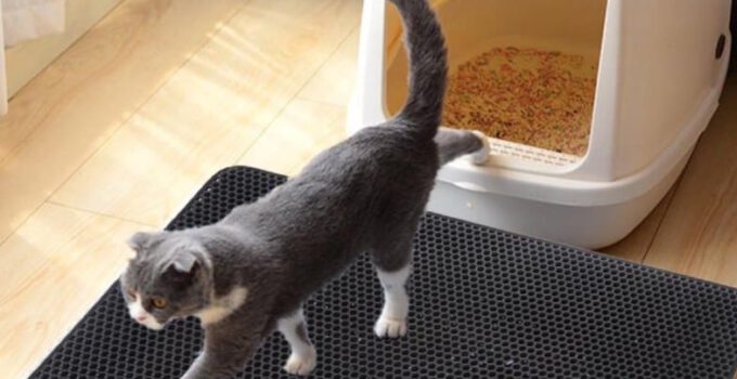 Kattenbakmat: 10x de beste voor jouw kat