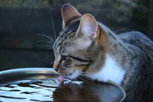 kat drinkt water met poot