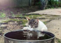 Waarom drinken katten vuil water?