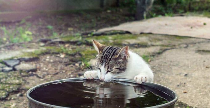 kat drinkt water