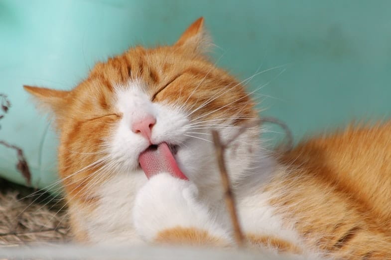 hoe schoon is de tong van een kat