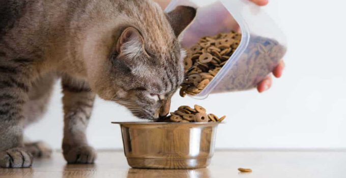 Voedselcontainer kat: 10x de beste voor jouw kat