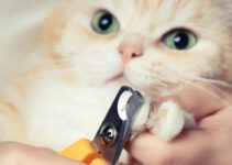 Wat is de beste nagelknipper voor een kat?