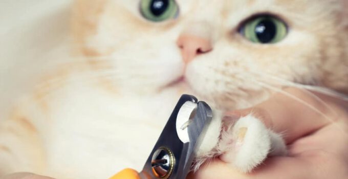 Nagelknipper kat: 14x de beste voor jouw kat