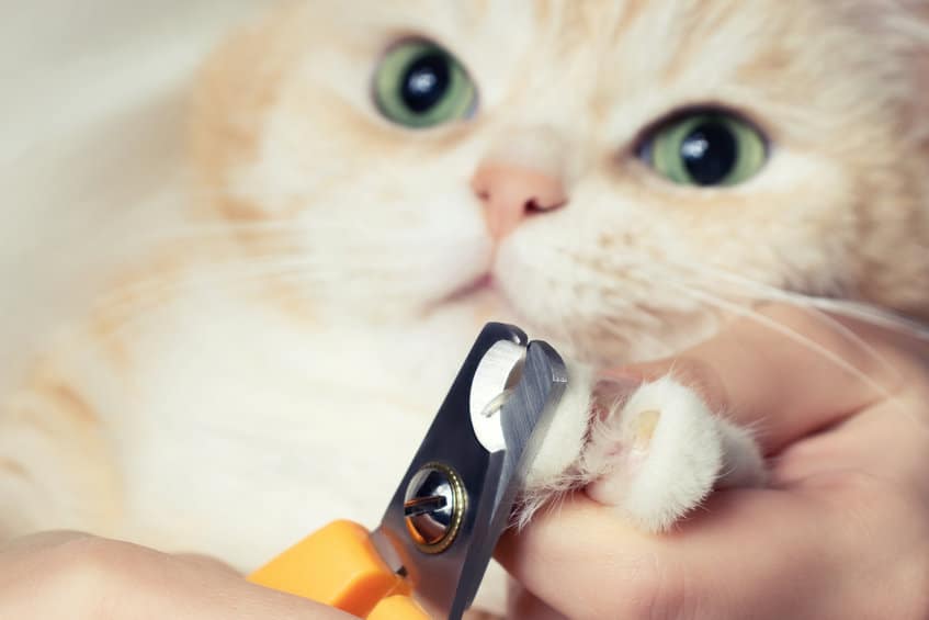 beste nagelknipper kat
