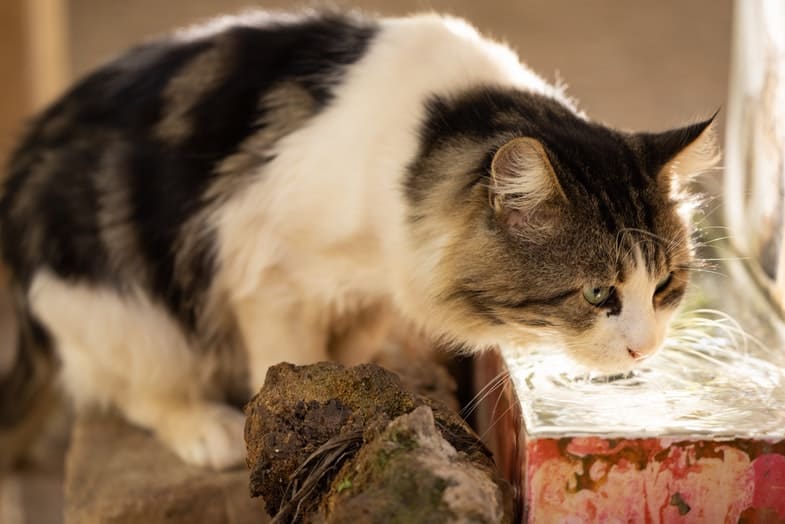 kat drinkt water uit een bak