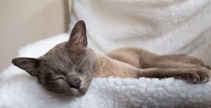 Radiator hangmat kat: 13x de beste voor jouw kat