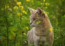 Kattenluik met chip: 10x de beste voor jouw kat