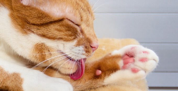 Top 7 beste shampoos voor katten in 2023 (Voor een schone & gezonde vacht)