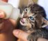 beste natvoer kitten