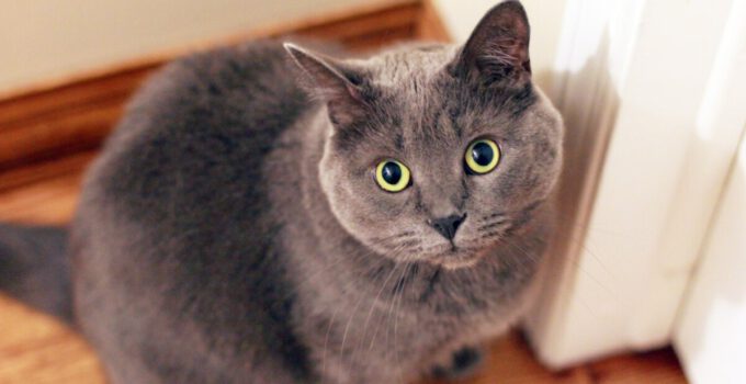Wat is het beste kattenvoer voor gesteriliseerde katten?