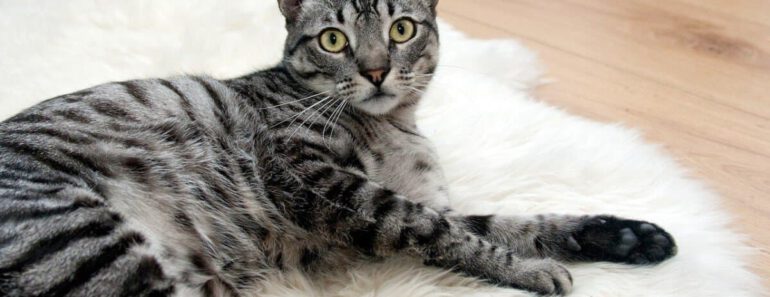 Ontdek de top 3 beste laserlampjes voor katten van 2023 – maak spelen met je kat nog leuker!