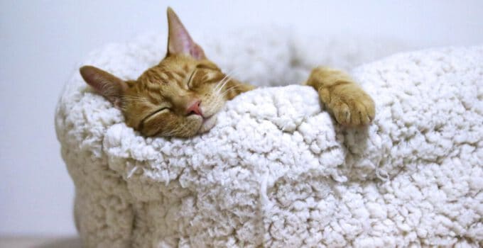 De 10 beste luxe kattenmanden van 2023: Ontdek onze topkeuzes!