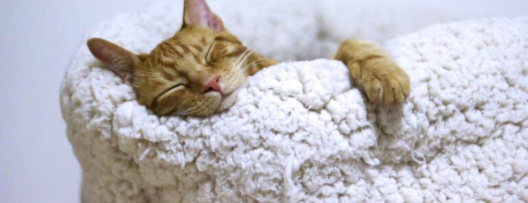 De 10 beste luxe kattenmanden van 2023: Ontdek onze topkeuzes!