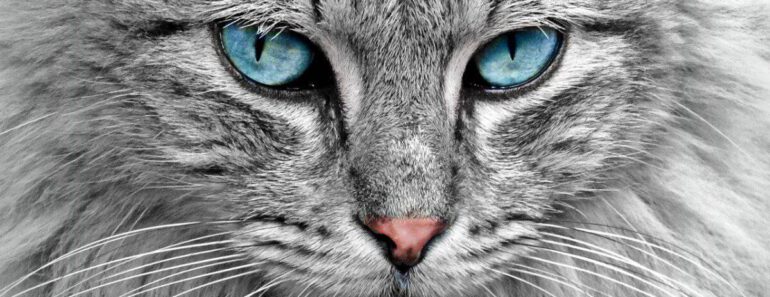 Top 8 Snoepjes Voor Jouw Geliefde Kat