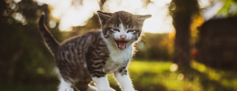Hoe Lang Kan Een Kat Leven?