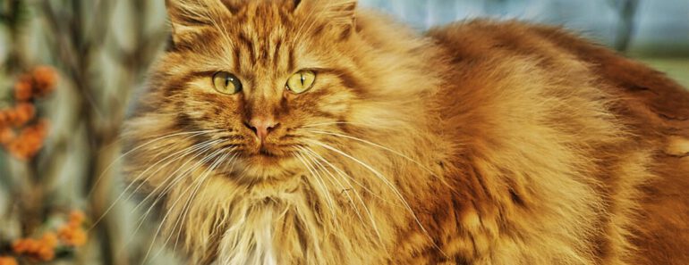 De Top 10 Tekentang voor Katten