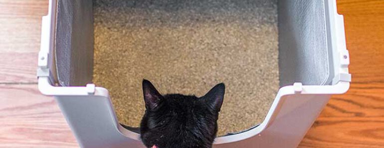 Hoe maak ik een kattenbak schoon?