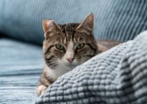 Effectieve Oplossingen: Anti-Krab Vellen voor Katten