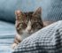 Effectieve Oplossingen: Anti-Krab Vellen voor Katten