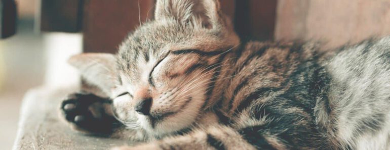 Top 5 klontvormende kattenbakvulling 2023