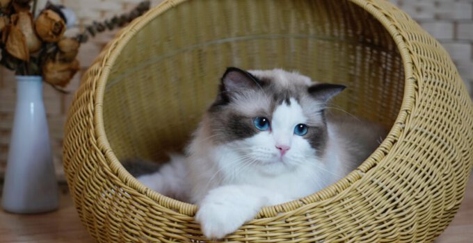 Onderweg met je Kat: De Top 8 Kattenreismanden!