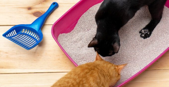 Waarom twee kattenbakken? Het belang van meerdere sanitaire opties voor je kat
