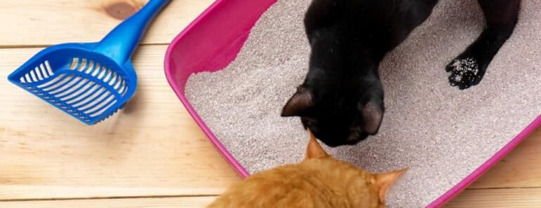 Waarom twee kattenbakken? Het belang van meerdere sanitaire opties voor je kat