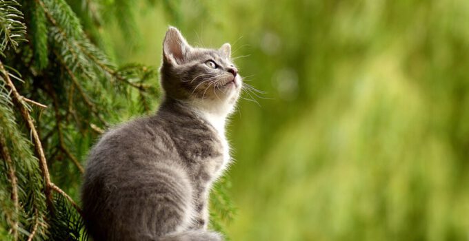 Kattenurn: Een Waardig Aandenken aan Je Geliefde Kat