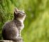 Kattenurn: Een Waardig Aandenken aan Je Geliefde Kat