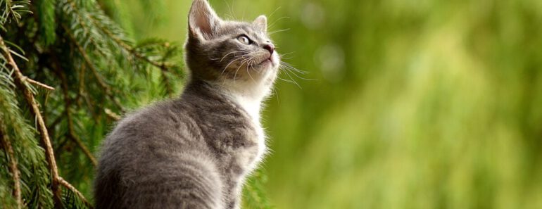 Kattenurn: Een Waardig Aandenken aan Je Geliefde Kat