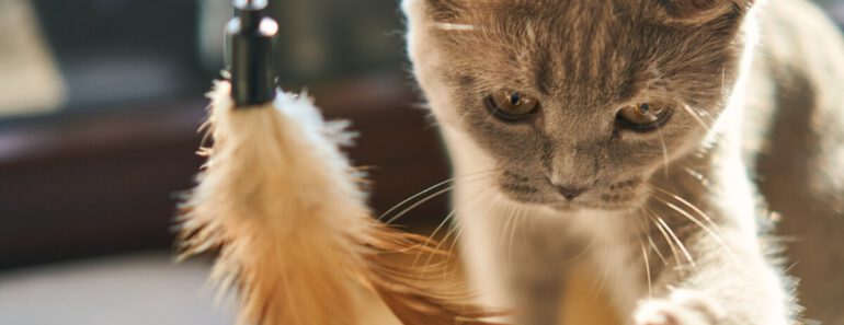 Top 18 Dierendag Cadeaus Voor Jouw Kat 2023