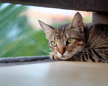 Waarom Eet Mijn Kat Niet? Mogelijke Redenen en Oplossingen