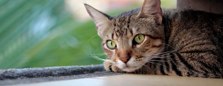 Waarom Eet Mijn Kat Niet? Mogelijke Redenen en Oplossingen