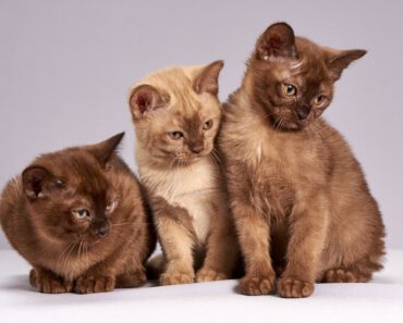 Welk Fruit Mag Een Kat Eten? Ontdek de Veilige Opties