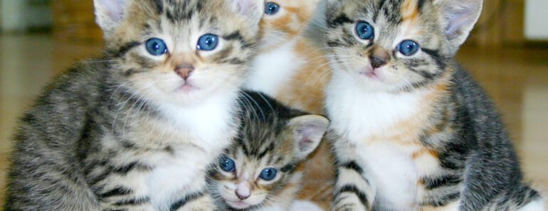 Top 21 Beste Royal Canin Kittenbrokjes 2023 (Hoge Korting)