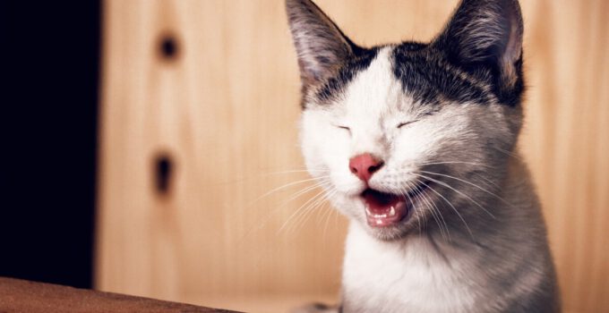 Waarom Houden Katten Hun Mond Open? Het Geheim Achter Deze Gedragingen