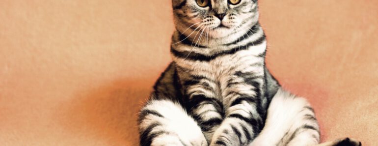 Top 10 populairste voerbakken voor jouw kat
