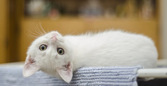 Waarom Doet een Kat Zijn Rug Omhoog?